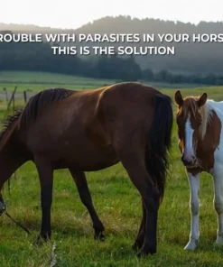 lotmay®Ivermectin Paste for Horses