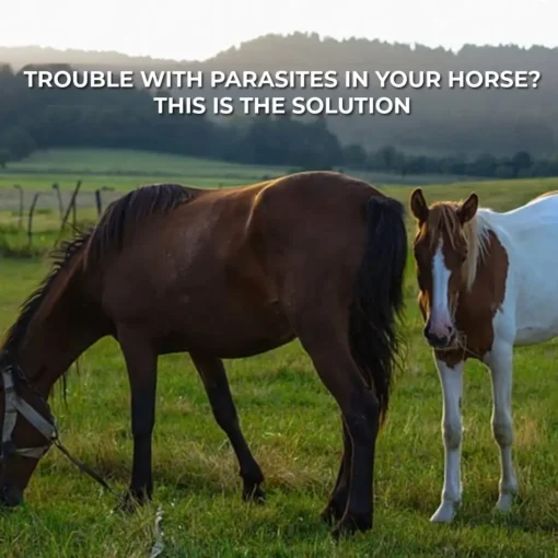 lotmay®Ivermectin Paste for Horses